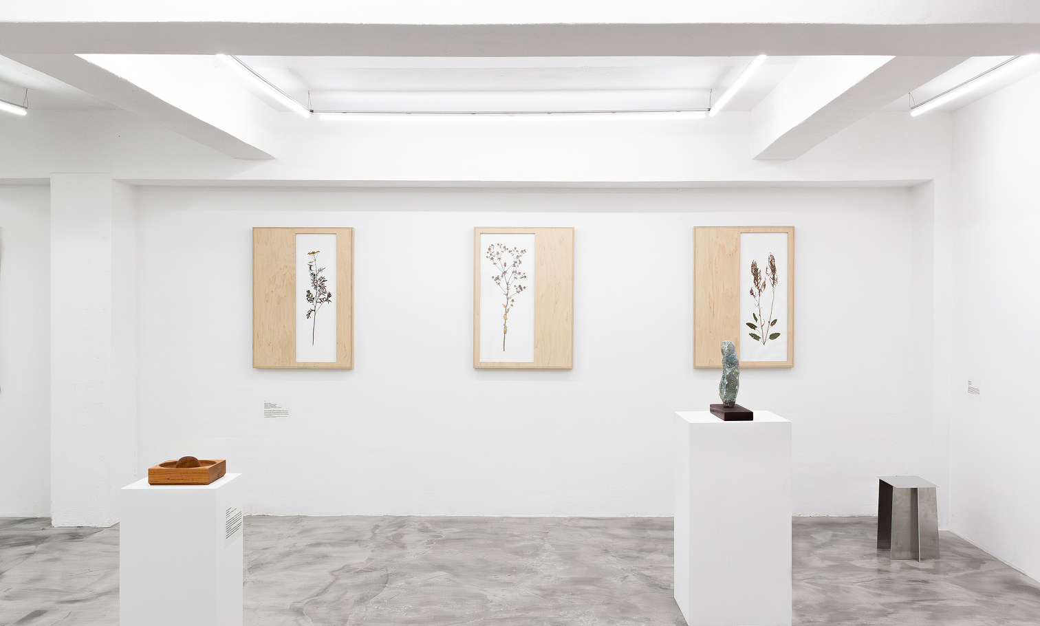 Herbarium displayed at the gallery