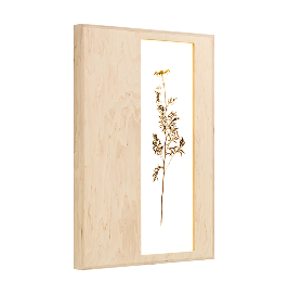 Herbarium Tanacetum Vulgare