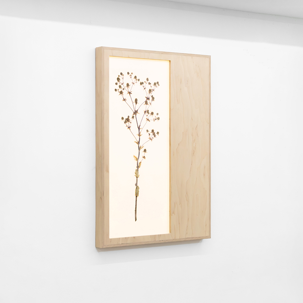 Herbarium (Eryngium Planum) 1