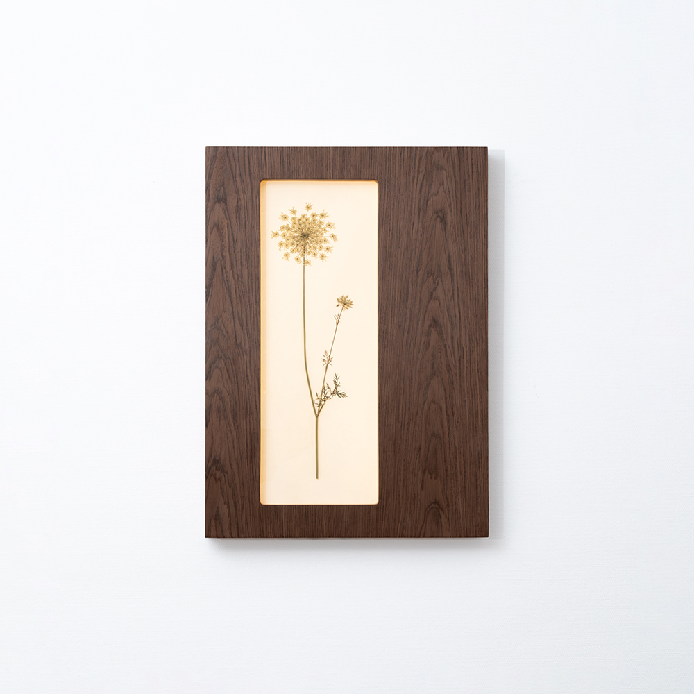 Herbarium Mini (Daucus Carota) 2