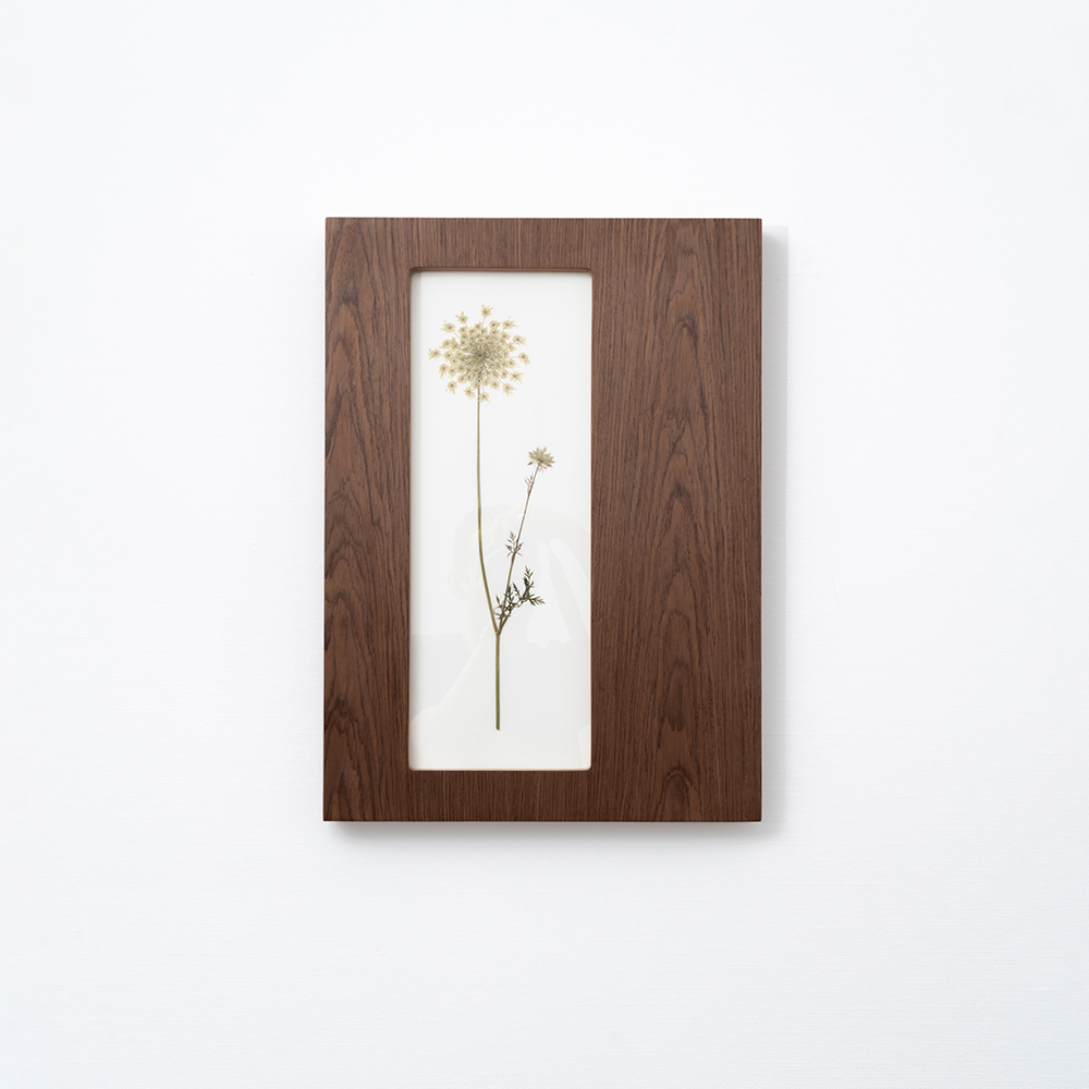 Herbarium Mini (Daucus Carota) 4