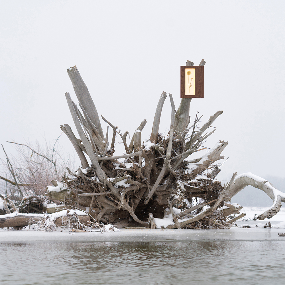 Herbarium Mini (Daucus Carota) 5