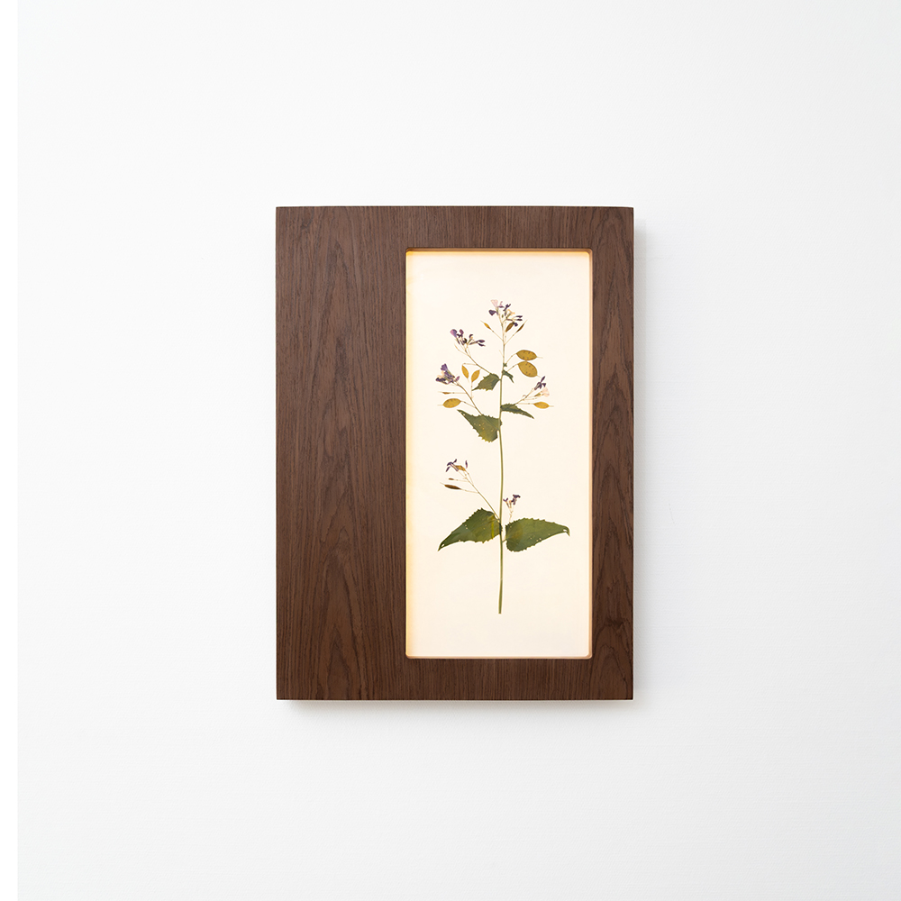 Herbarium Mini (Lunaria Annua) 2