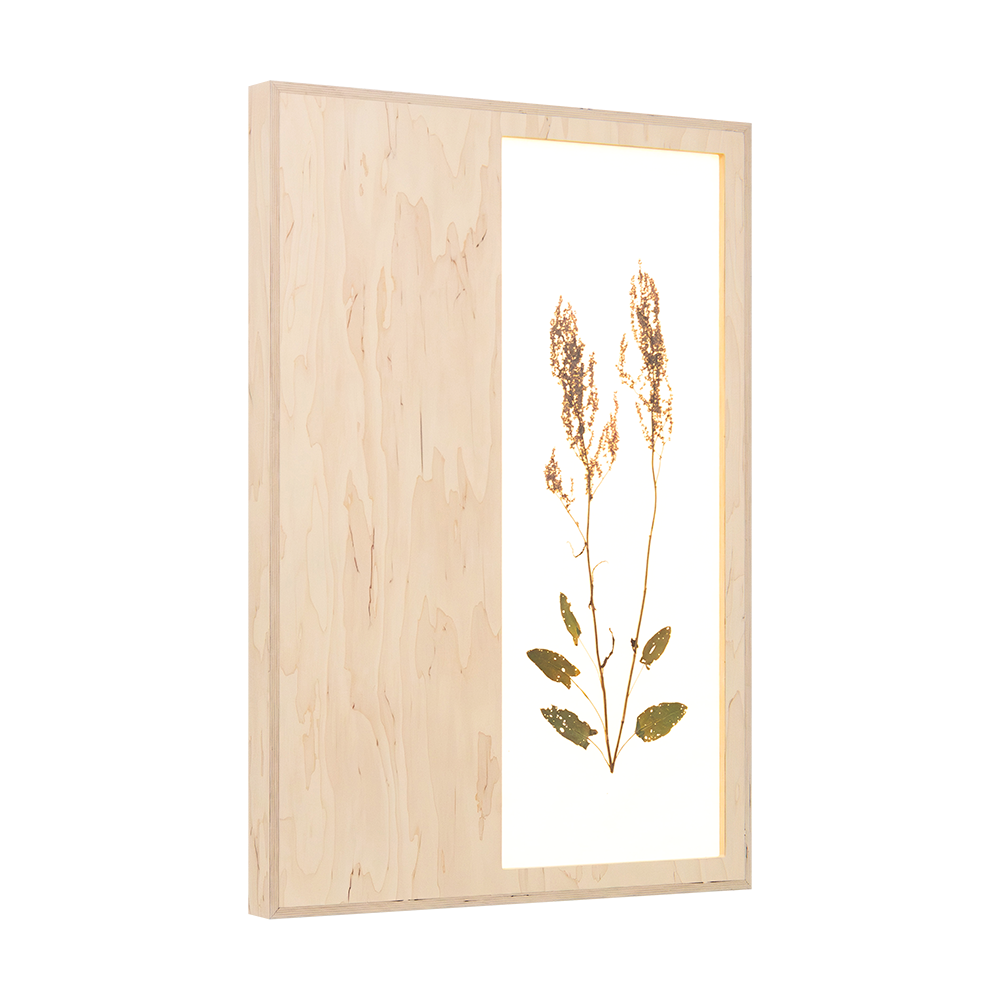 Herbarium (Rumex Acetosa)