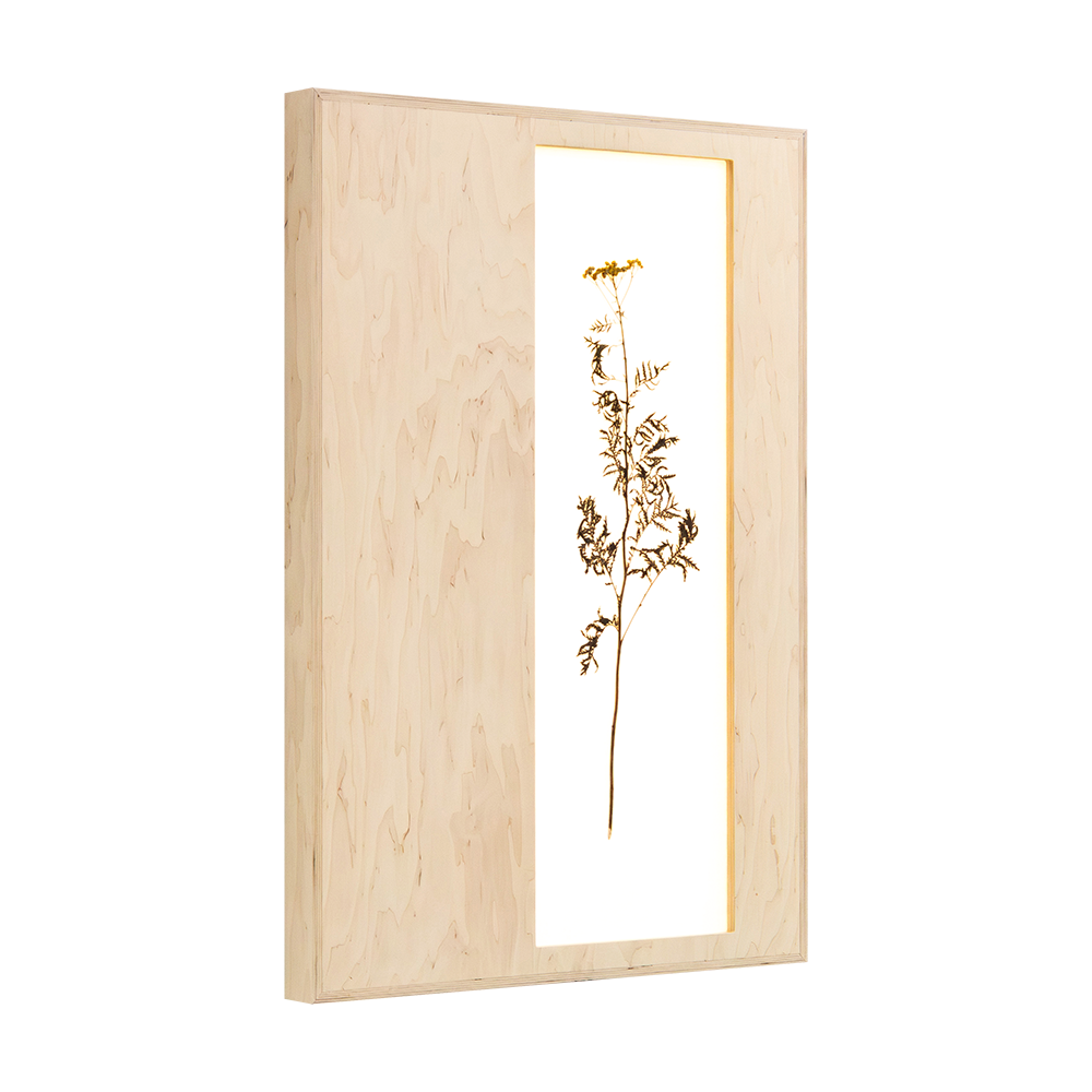 Herbarium (Tanacetum Vulgare)