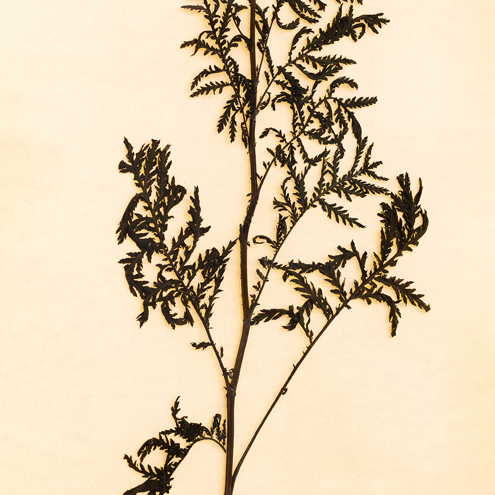 Herbarium (Tanacetum Vulgare) 3