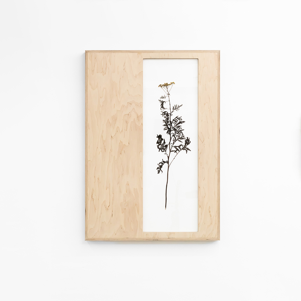 Herbarium (Tanacetum Vulgare) 4